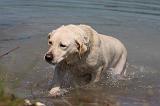 LABRADOR 1084